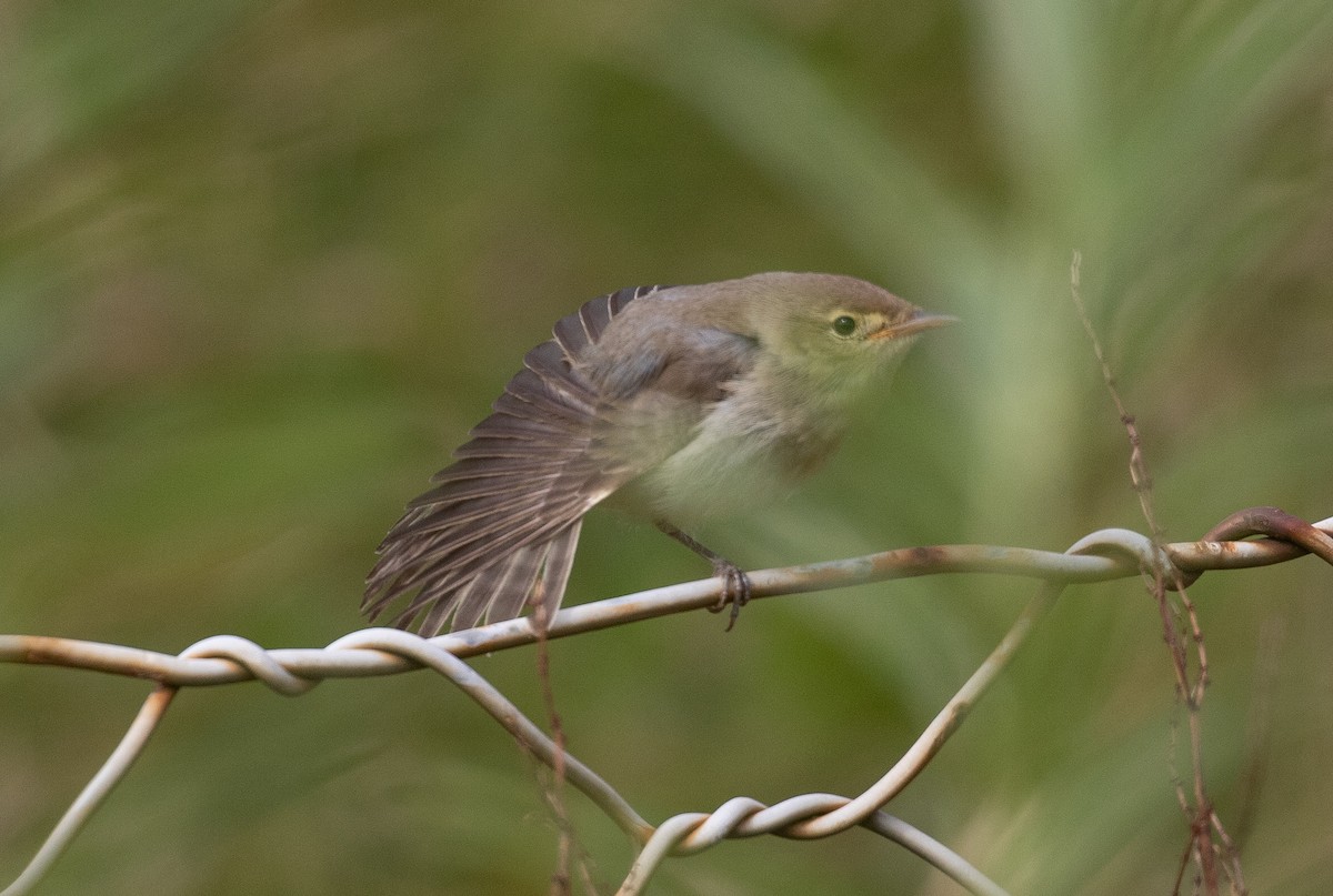 Melodious Warbler - ML367921031