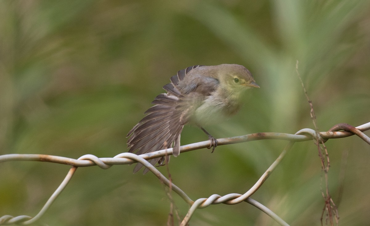 Melodious Warbler - ML367921071
