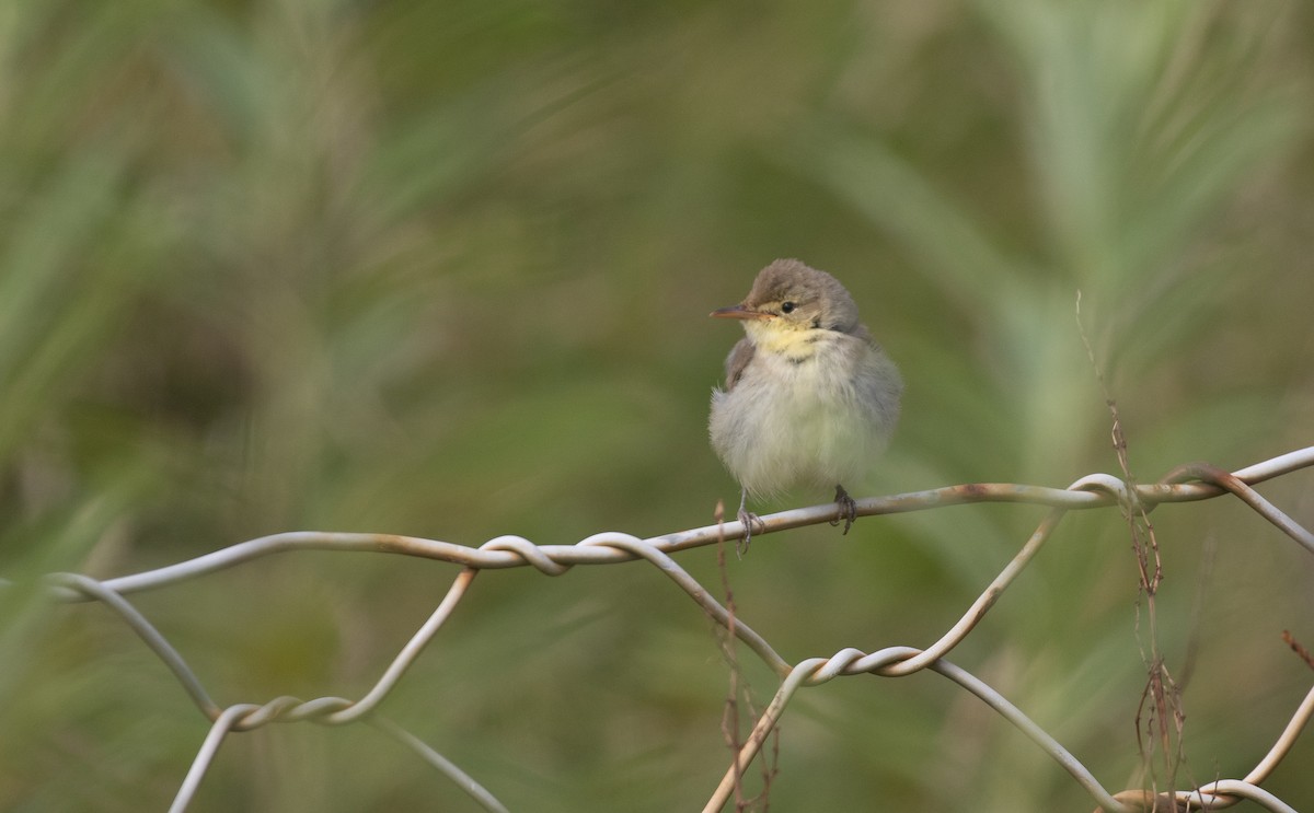 Melodious Warbler - ML367921091