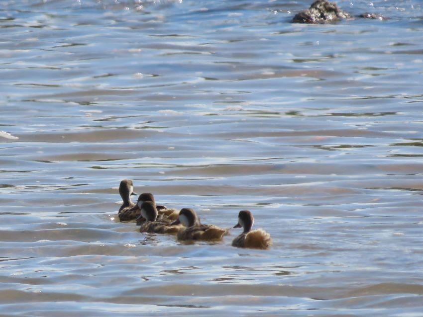 White-cheeked Pintail - ML367921101