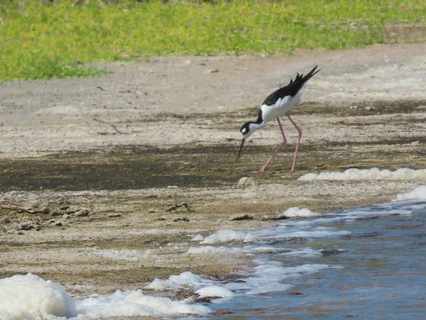 Black-necked Stilt - ML367921141