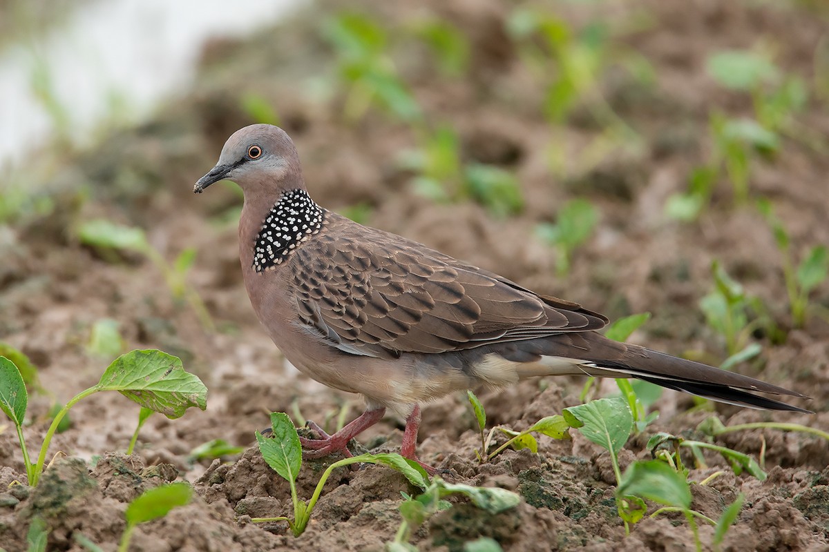 Spotted Dove (Eastern) - ML367921221