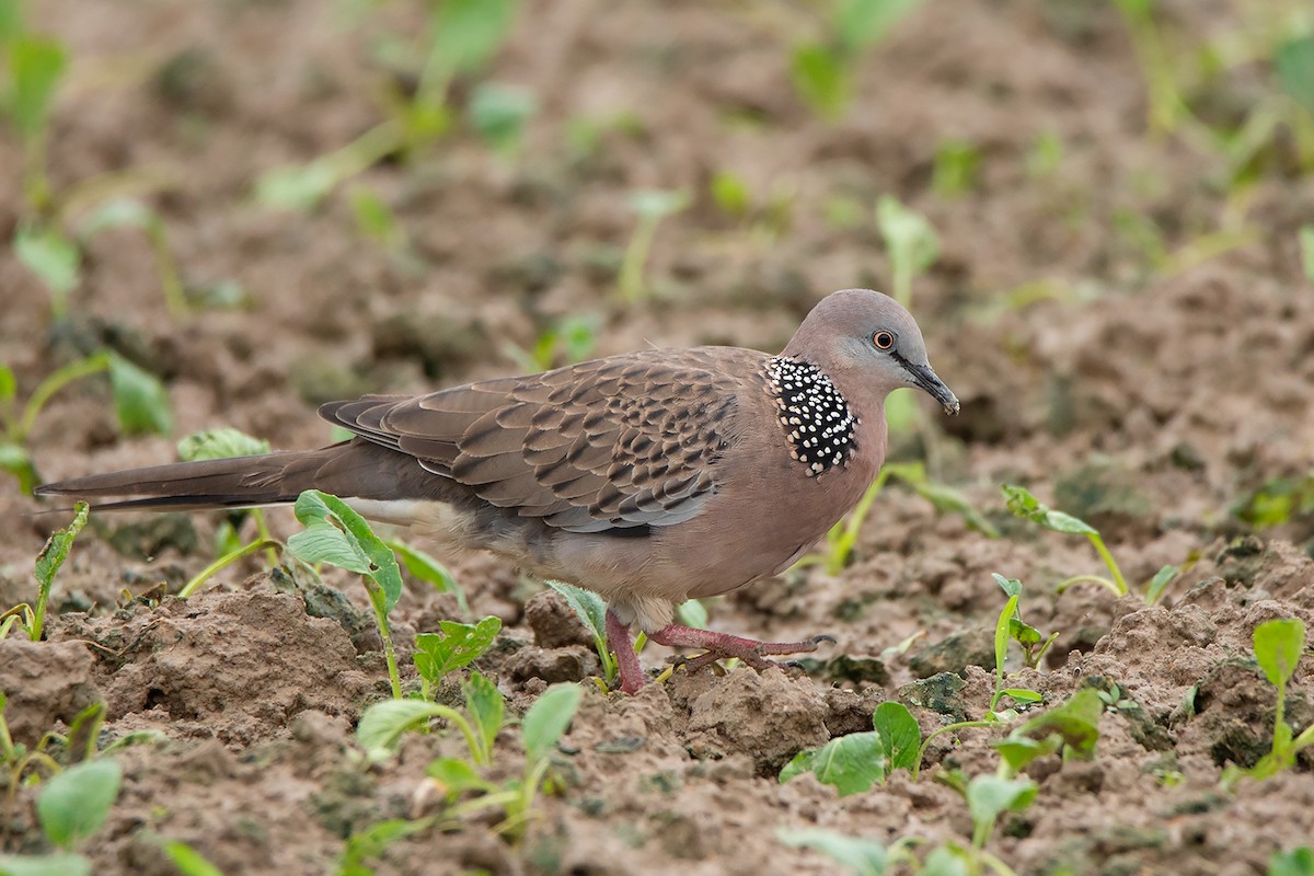 Spotted Dove (Eastern) - ML367921231
