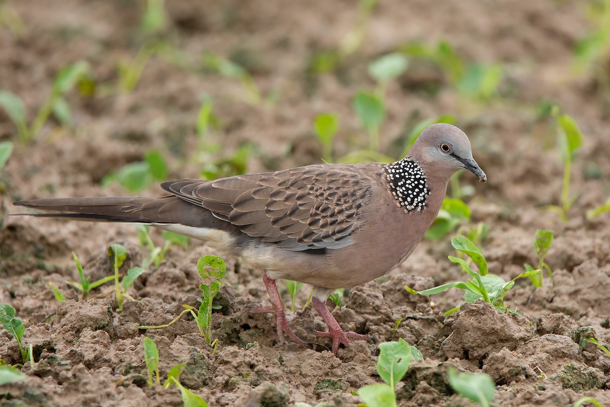 Spotted Dove (Eastern) - ML367921241
