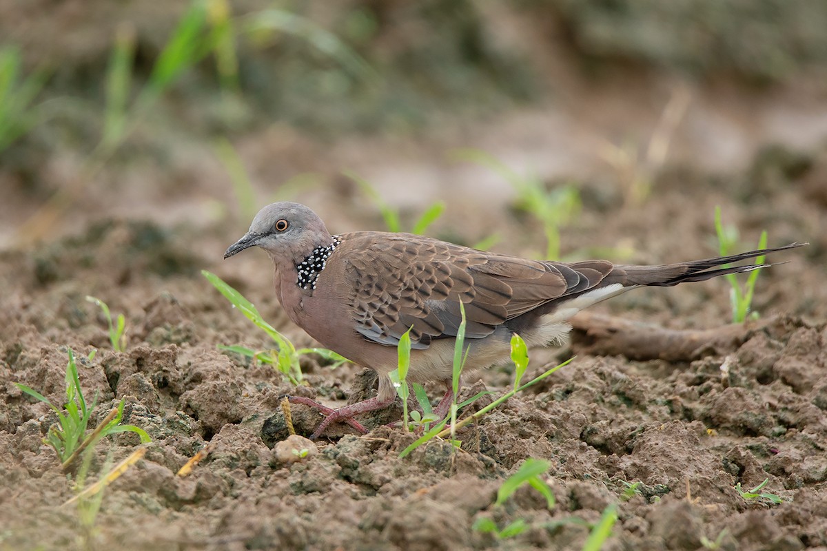 Spotted Dove (Eastern) - ML367921251