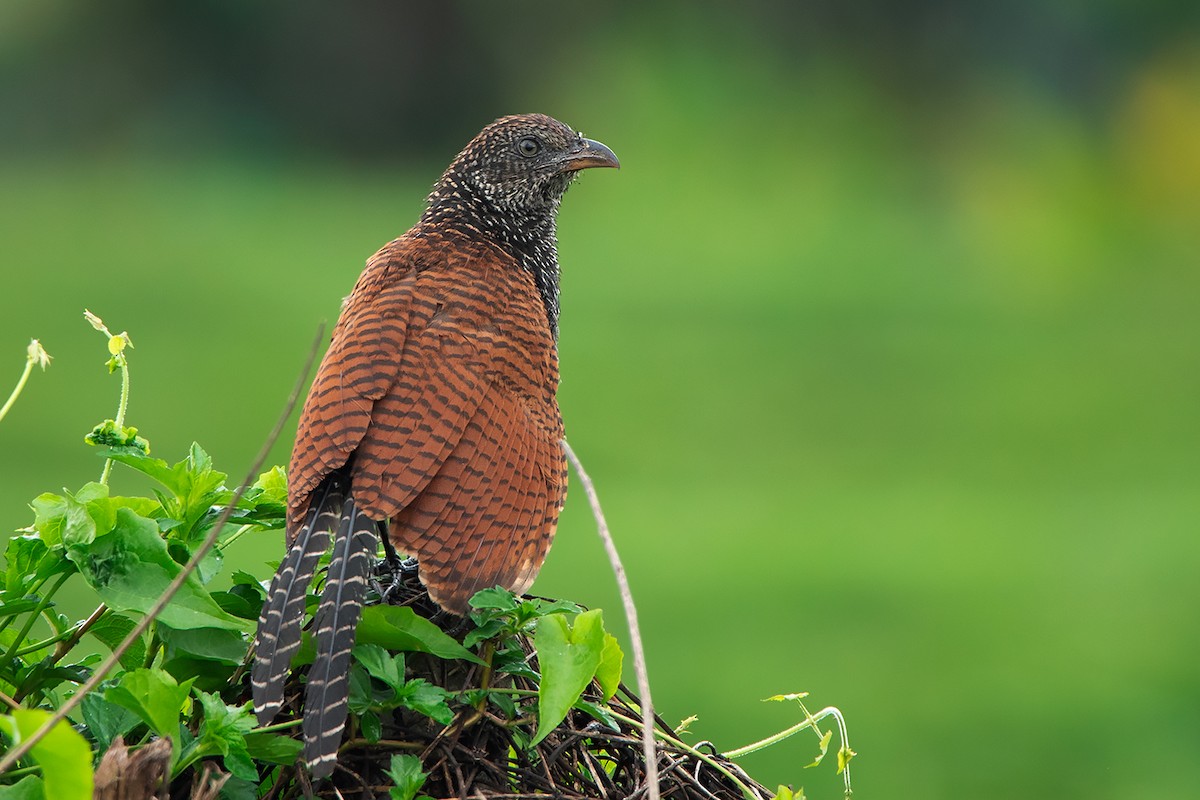 Grand Coucal (groupe sinensis) - ML367921271