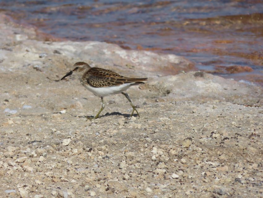 Least Sandpiper - ML367921281