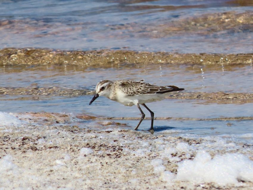 Semipalmated Sandpiper - ML367921291