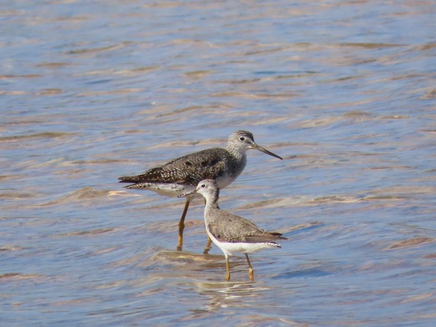 Greater Yellowlegs - ML367921301