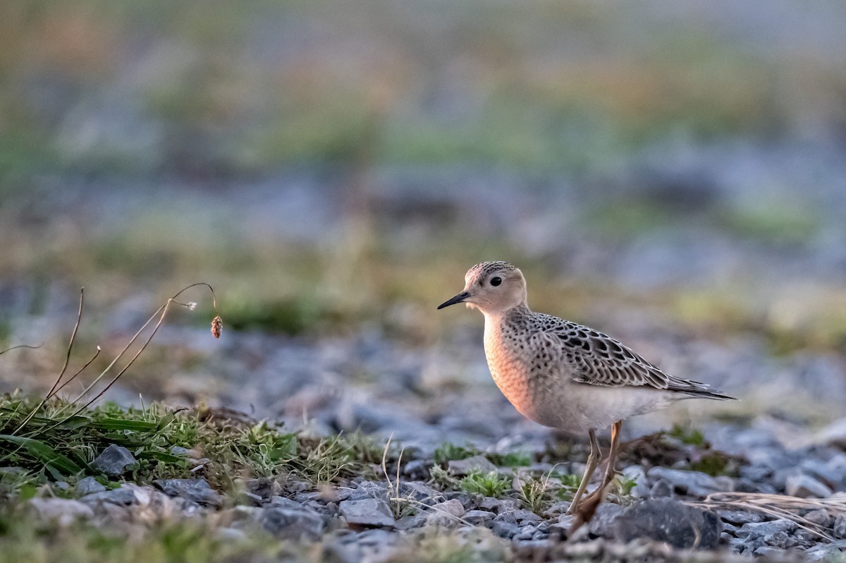 Buff-breasted Sandpiper - Donald Dixon