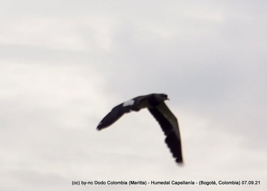 Southern Lapwing - ML367923311