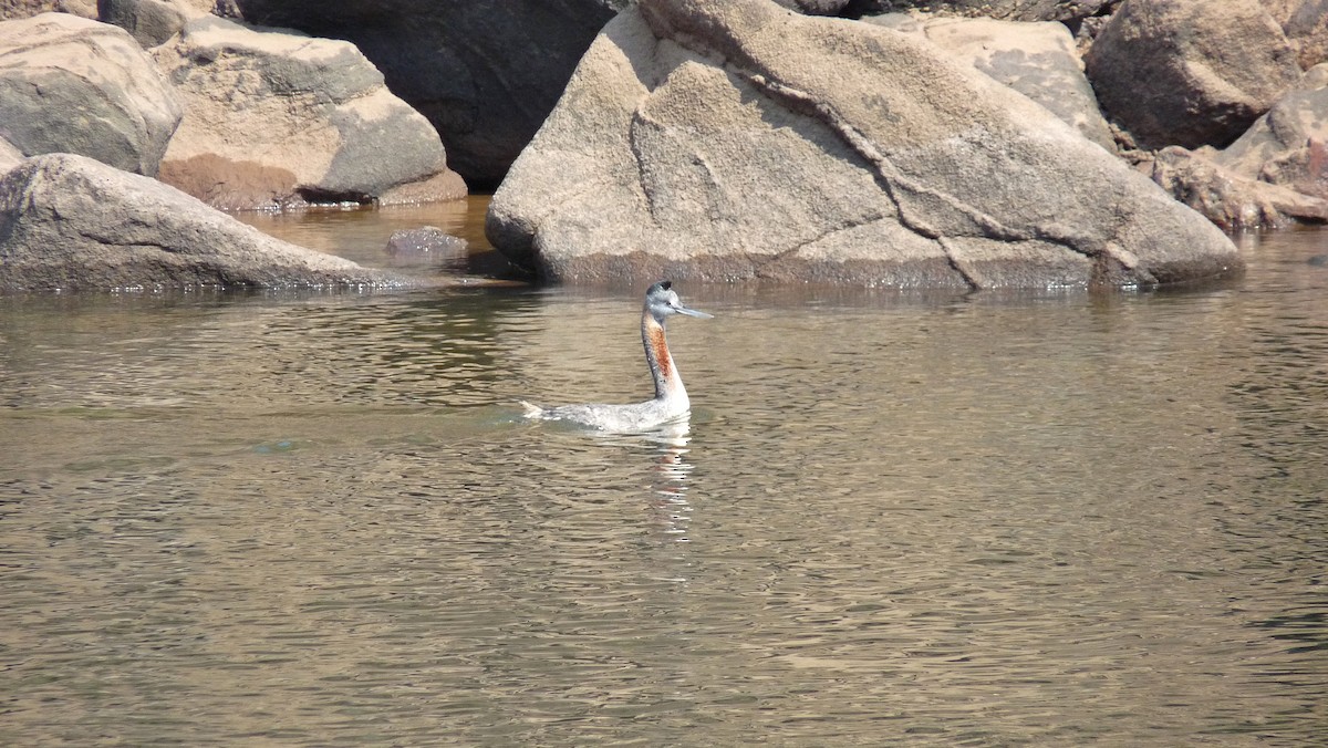 Great Grebe - ML367924291