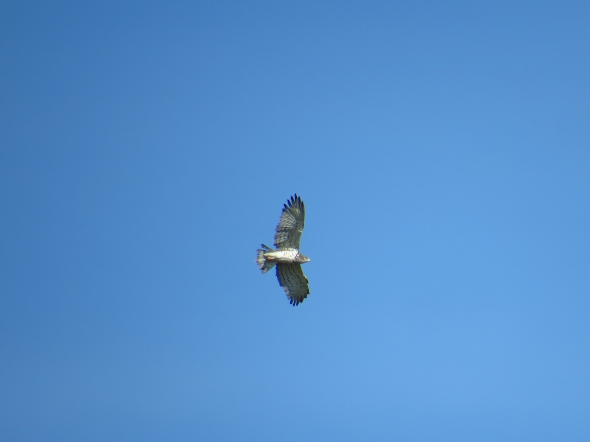 Short-toed Snake-Eagle - Bela Arora