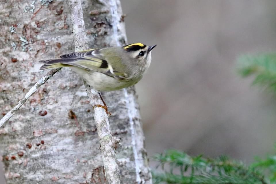 Golden-crowned Kinglet - Cindy Rickes