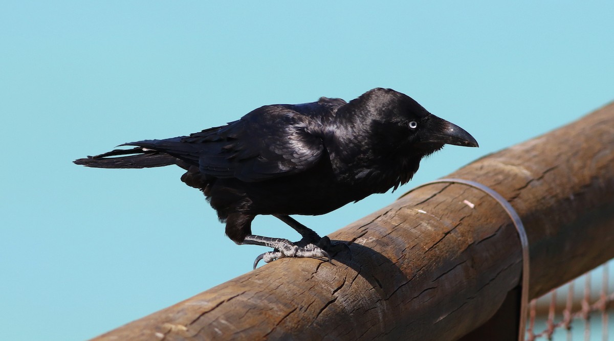 Australian Raven - ML36793141