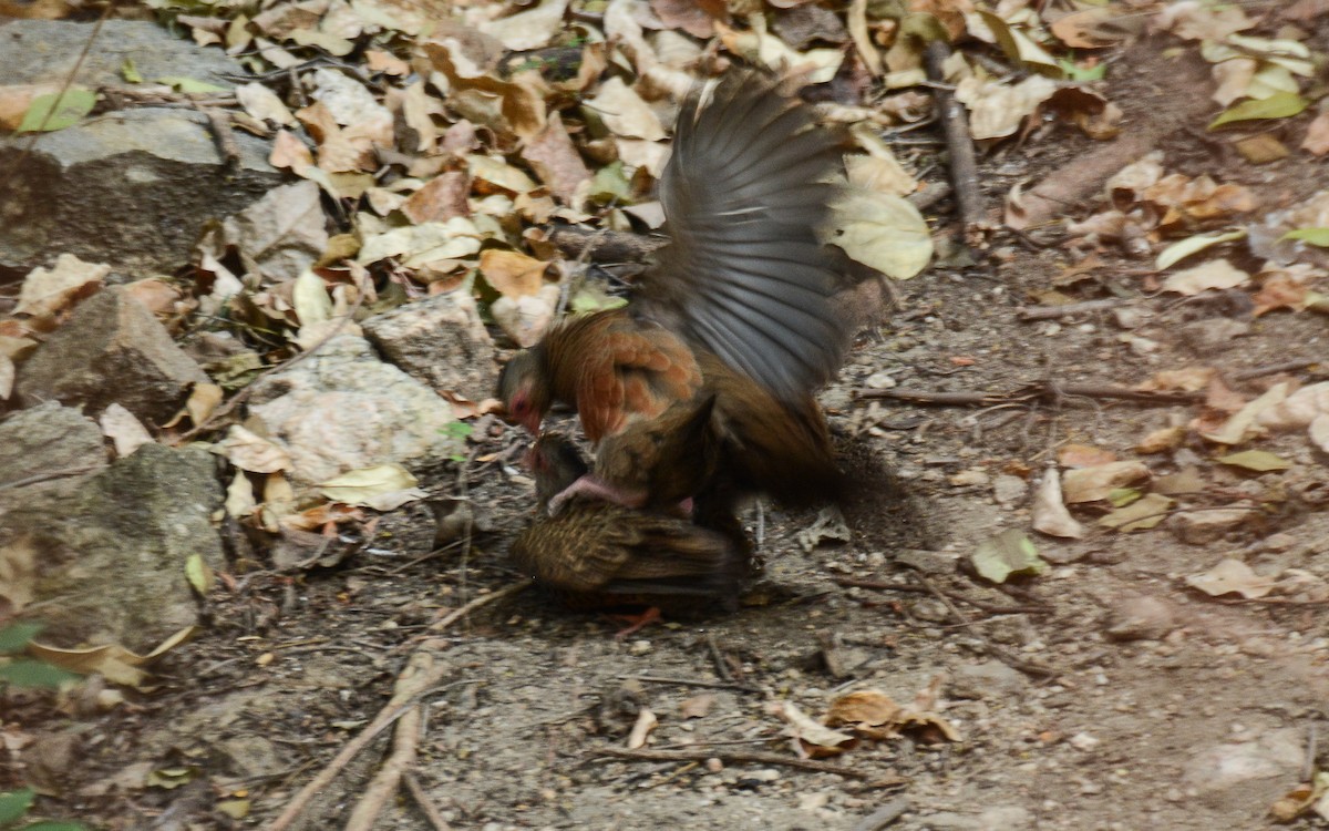 Red Spurfowl - ML367932941