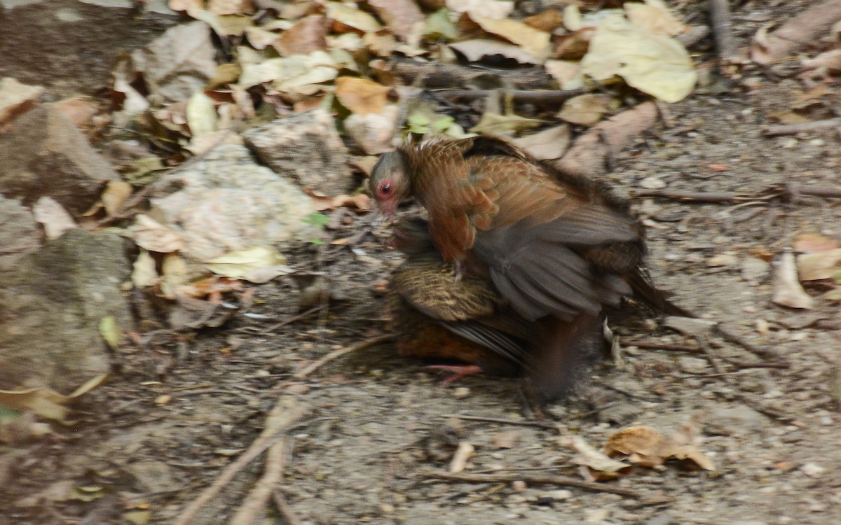 Red Spurfowl - ML367933041