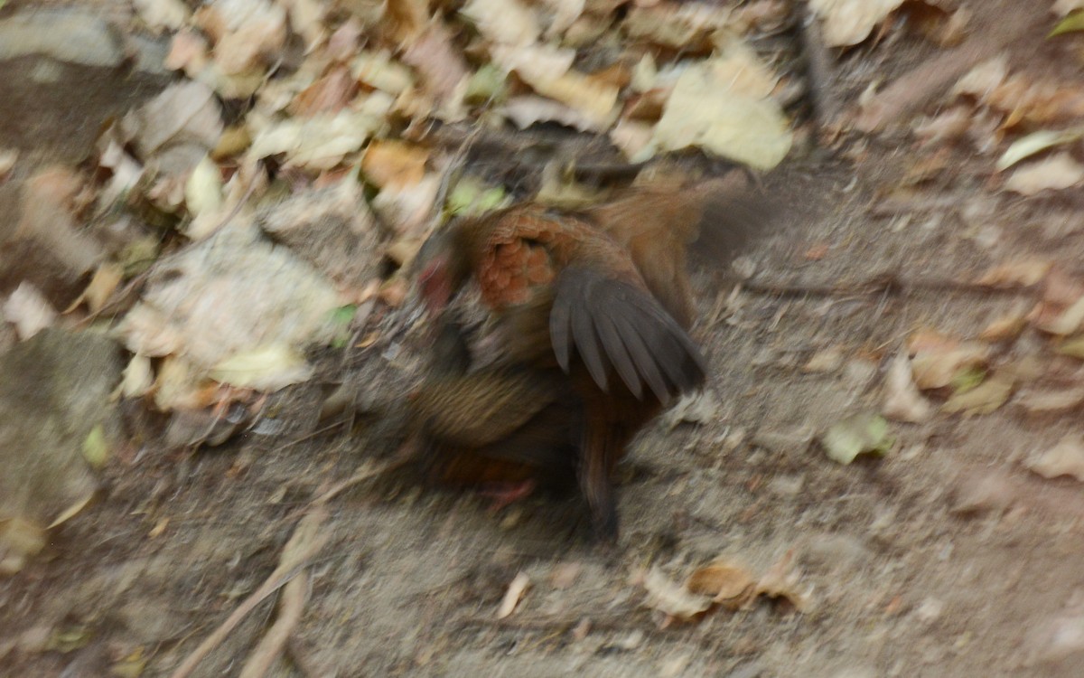 Red Spurfowl - Gaja mohanraj