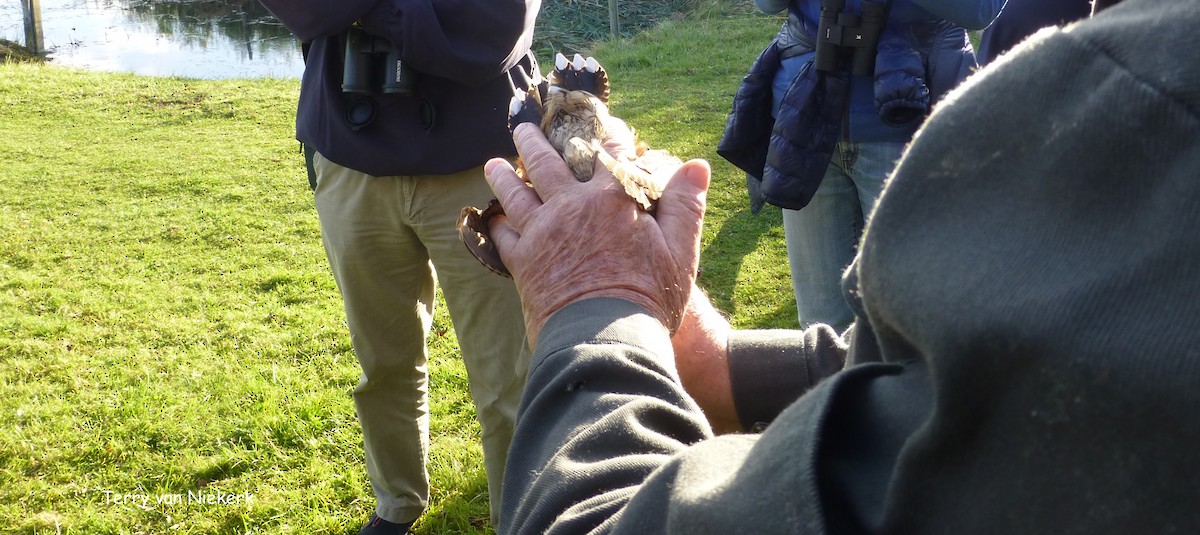 Eurasian Woodcock - Terry van Niekerk