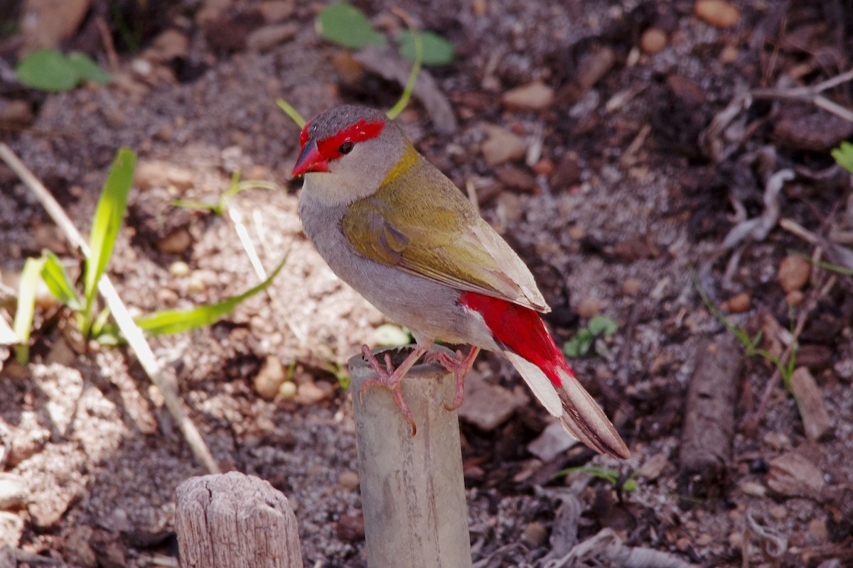 Red-browed Firetail - Geoffrey Groom