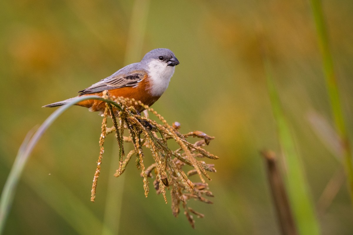 Marsh Seedeater - ML367936711