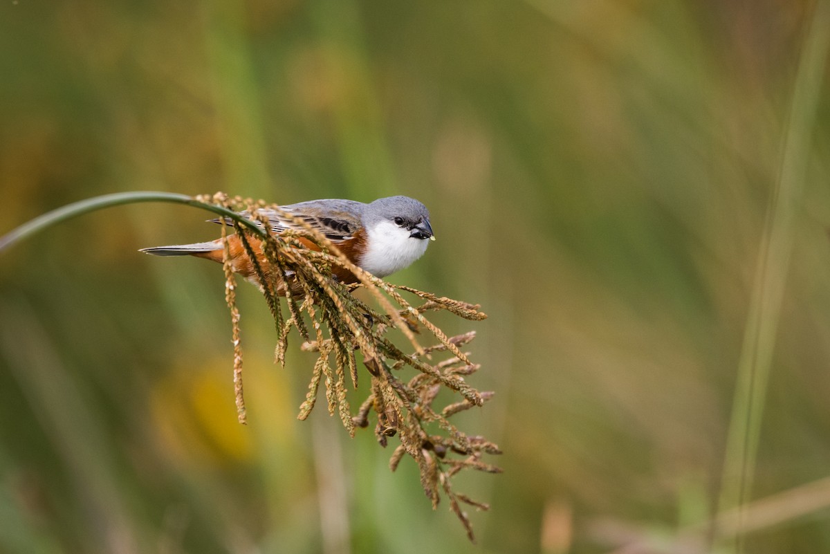 Marsh Seedeater - ML367936721