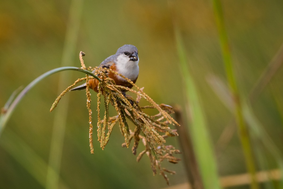 Marsh Seedeater - ML367936731