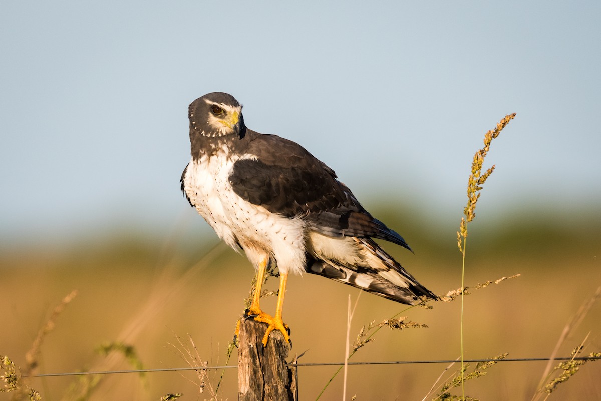 Long-winged Harrier - Claudia Brasileiro