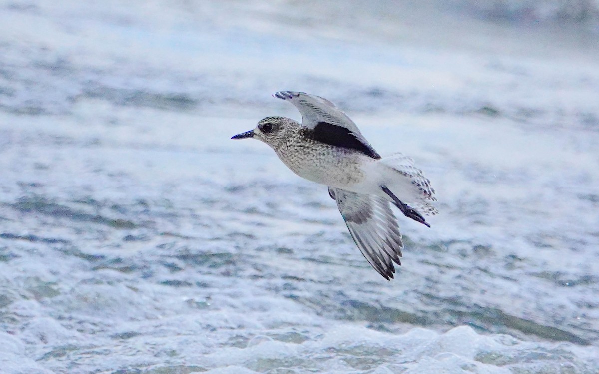 Black-bellied Plover - Gale VerHague