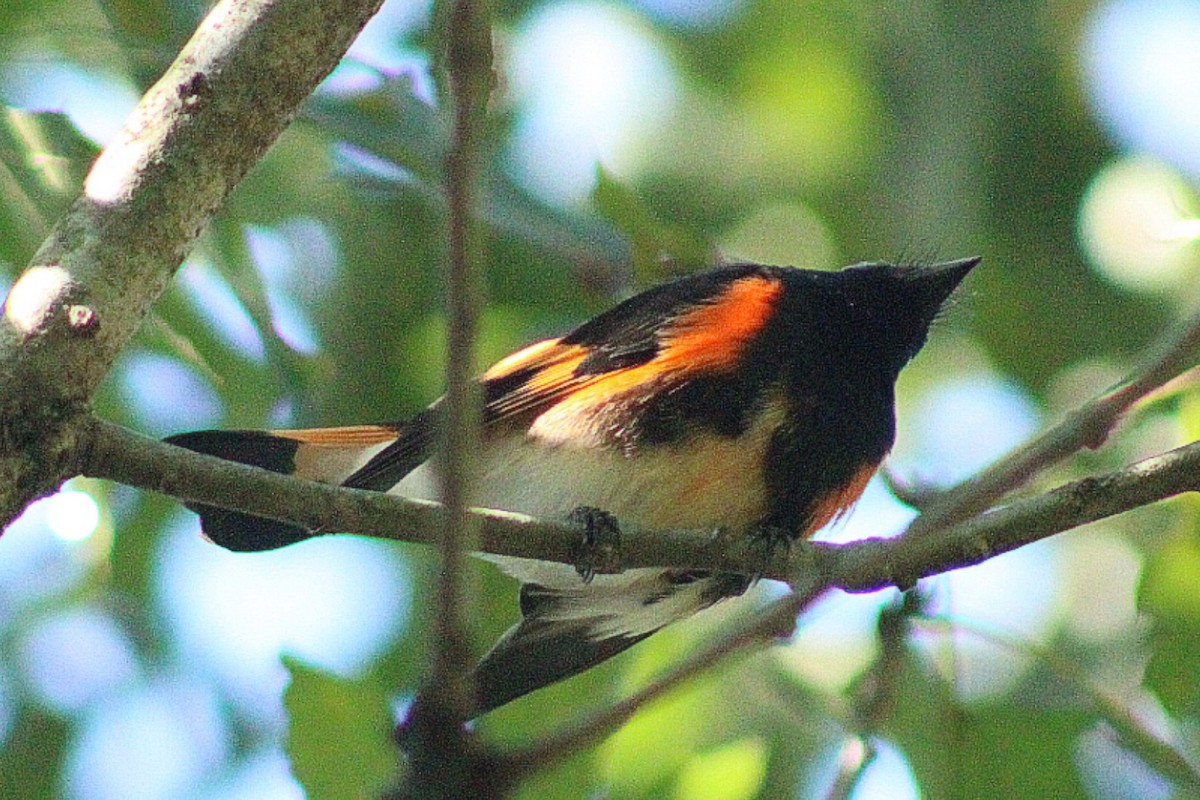 American Redstart - ML367938971