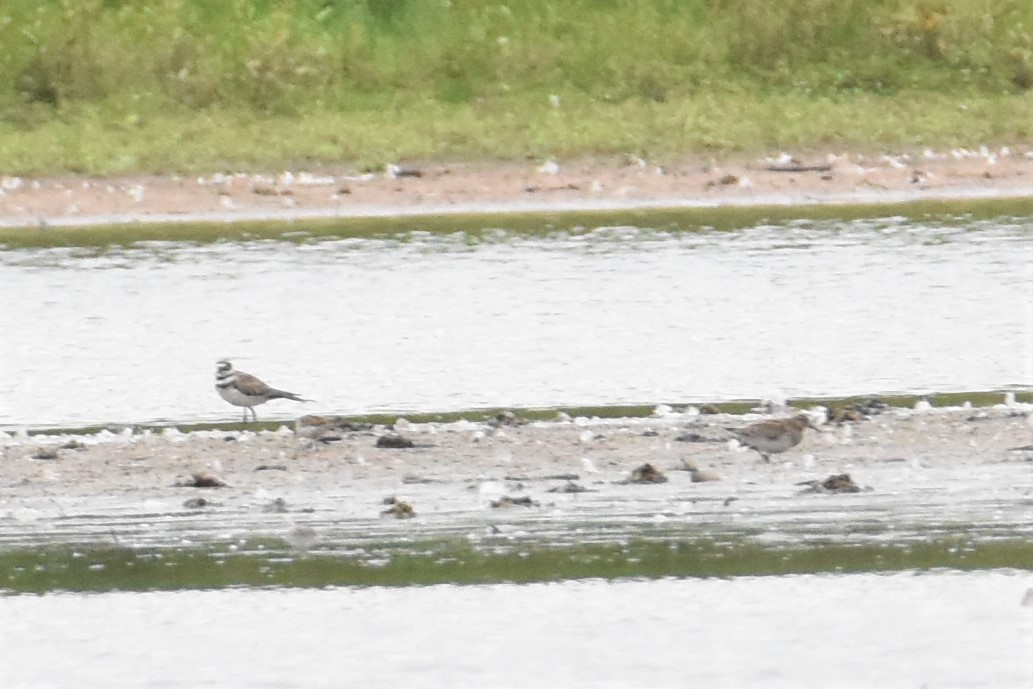 Pectoral Sandpiper - ML367945851