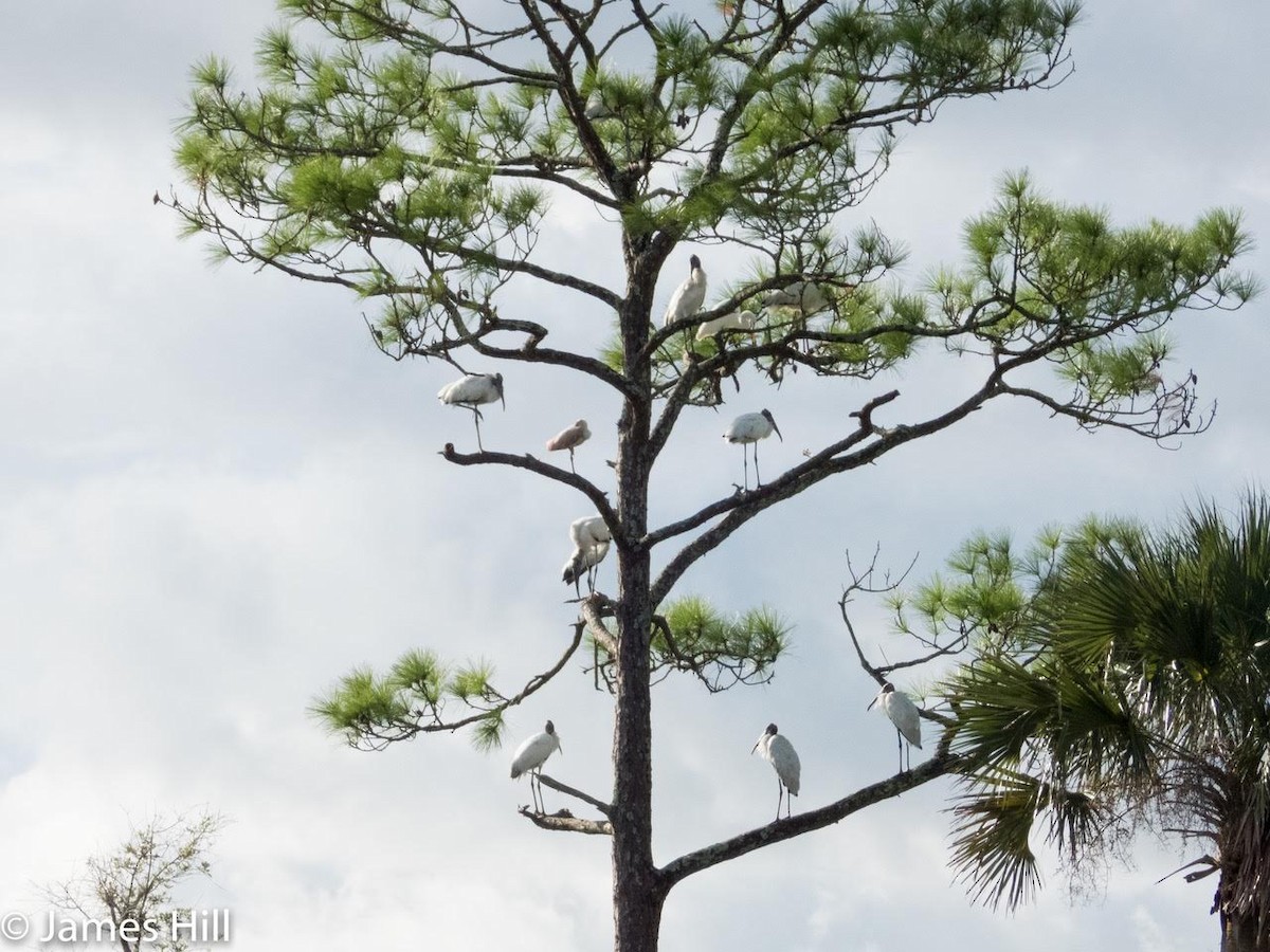 Wood Stork - ML367946731