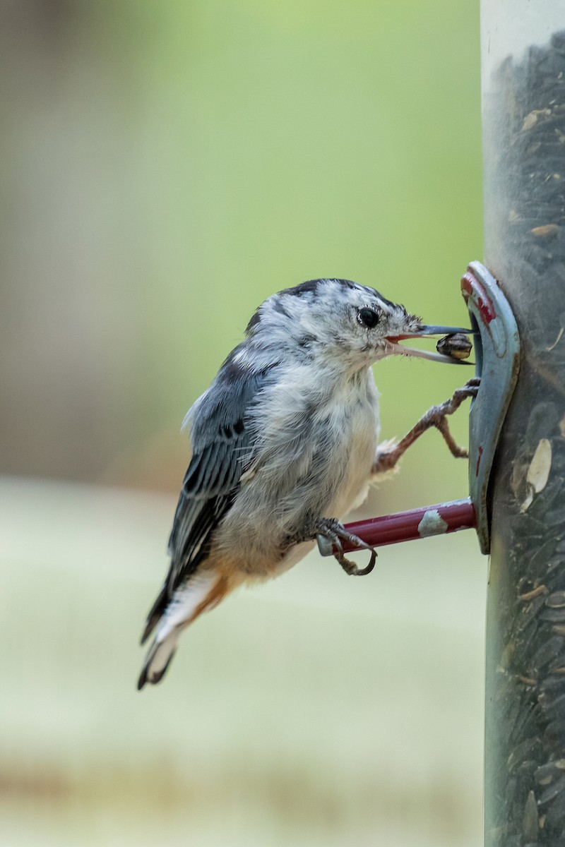 White-breasted Nuthatch - ML367946861