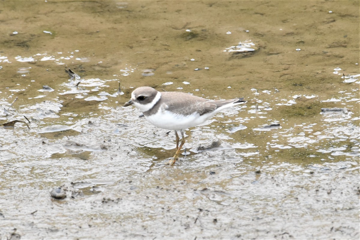 Semipalmated Plover - ML367947141