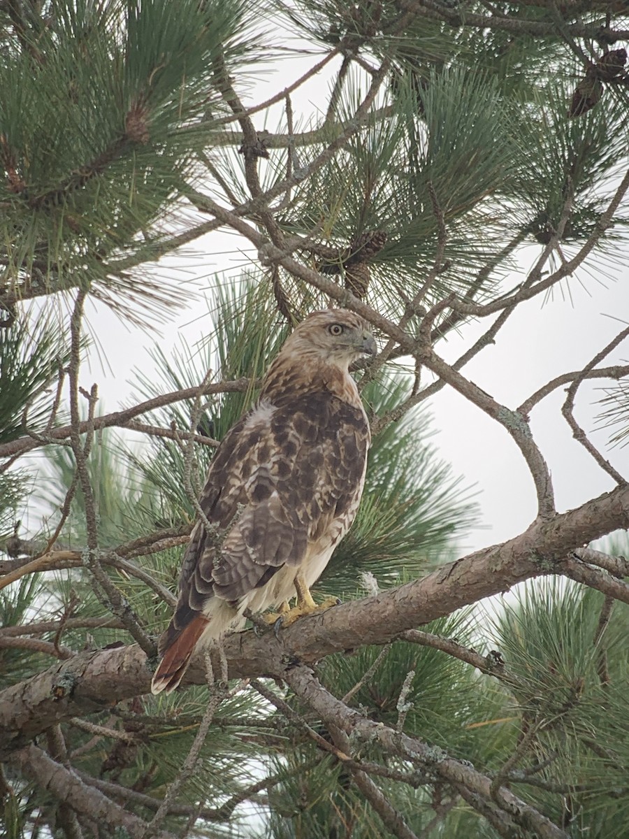 Rotschwanzbussard - ML367947161