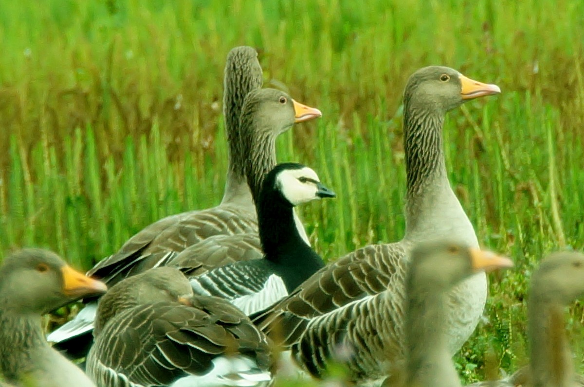 Barnacle Goose - Dennis Mersky