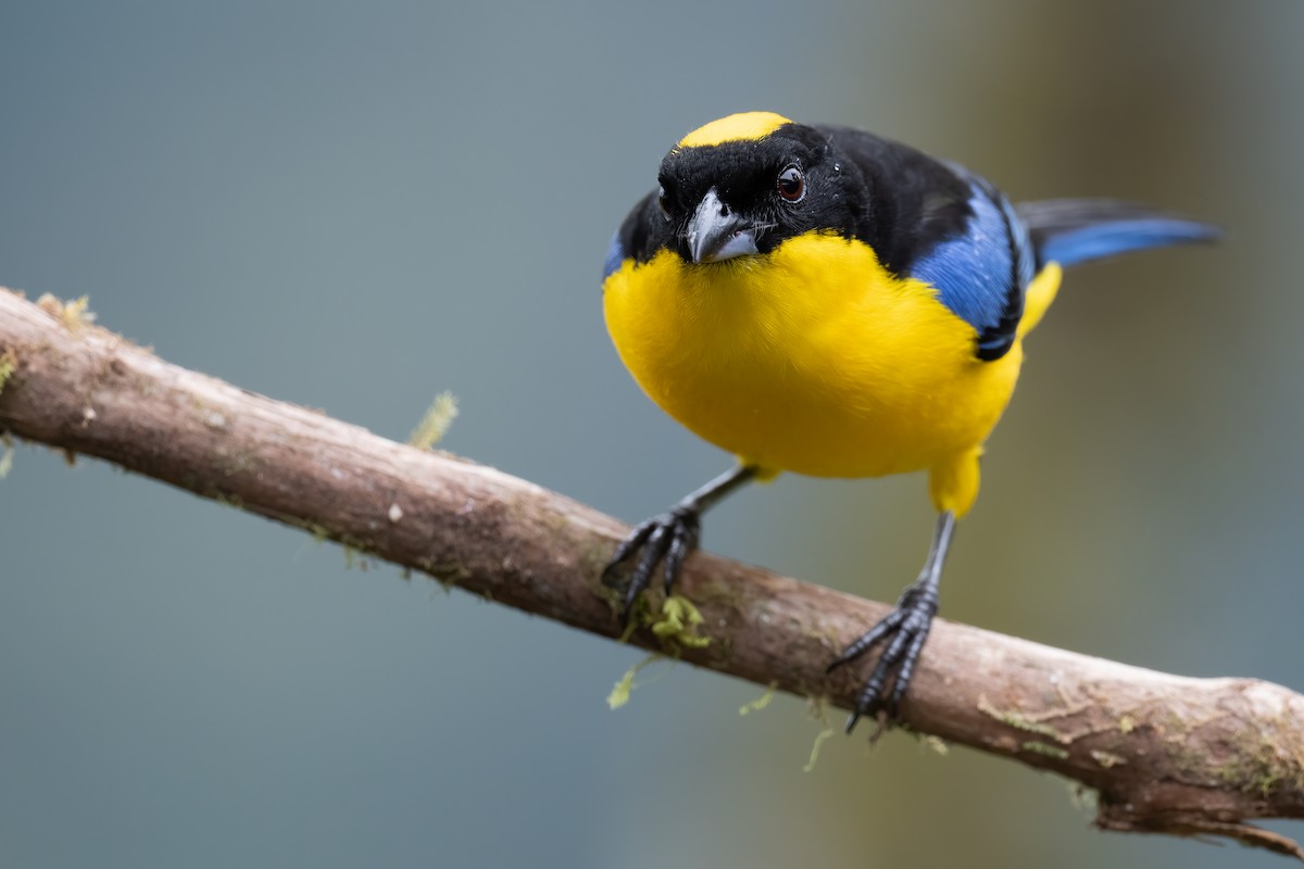 Blue-winged Mountain Tanager - ML367947461