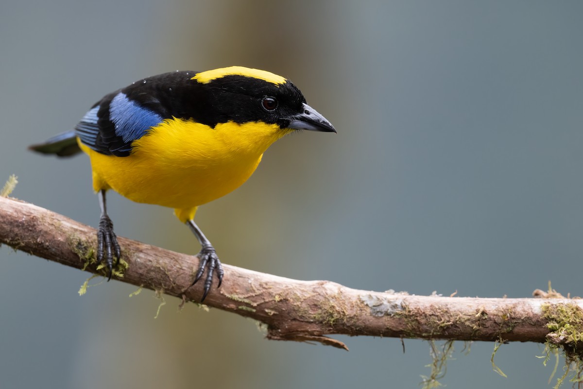 Blue-winged Mountain Tanager - ML367947471
