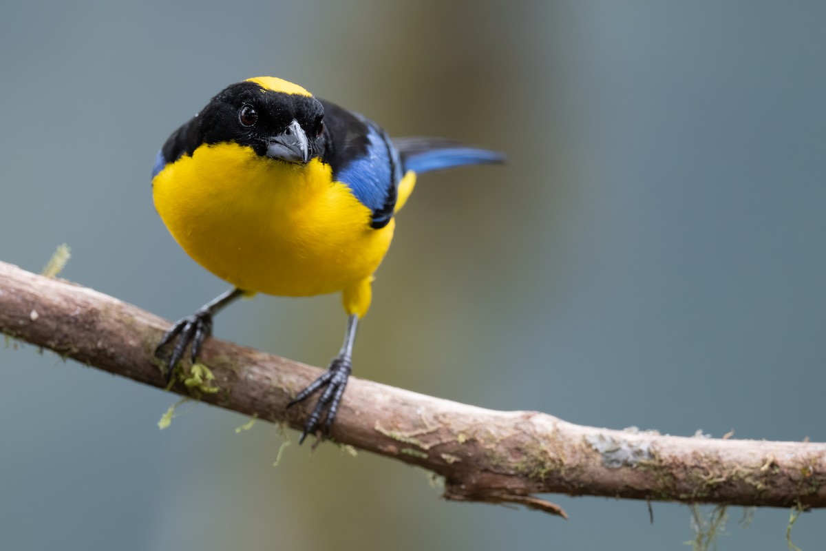 Blue-winged Mountain Tanager - ML367947481