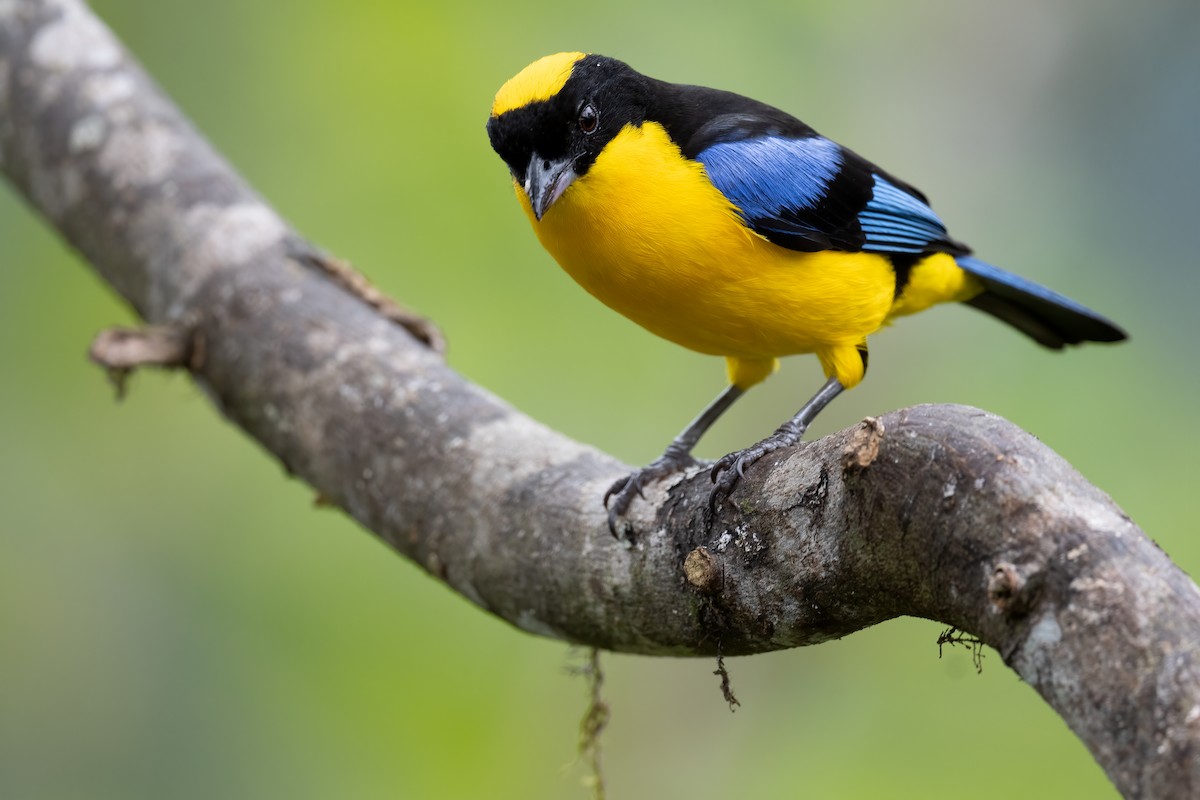 Blue-winged Mountain Tanager - ML367947551