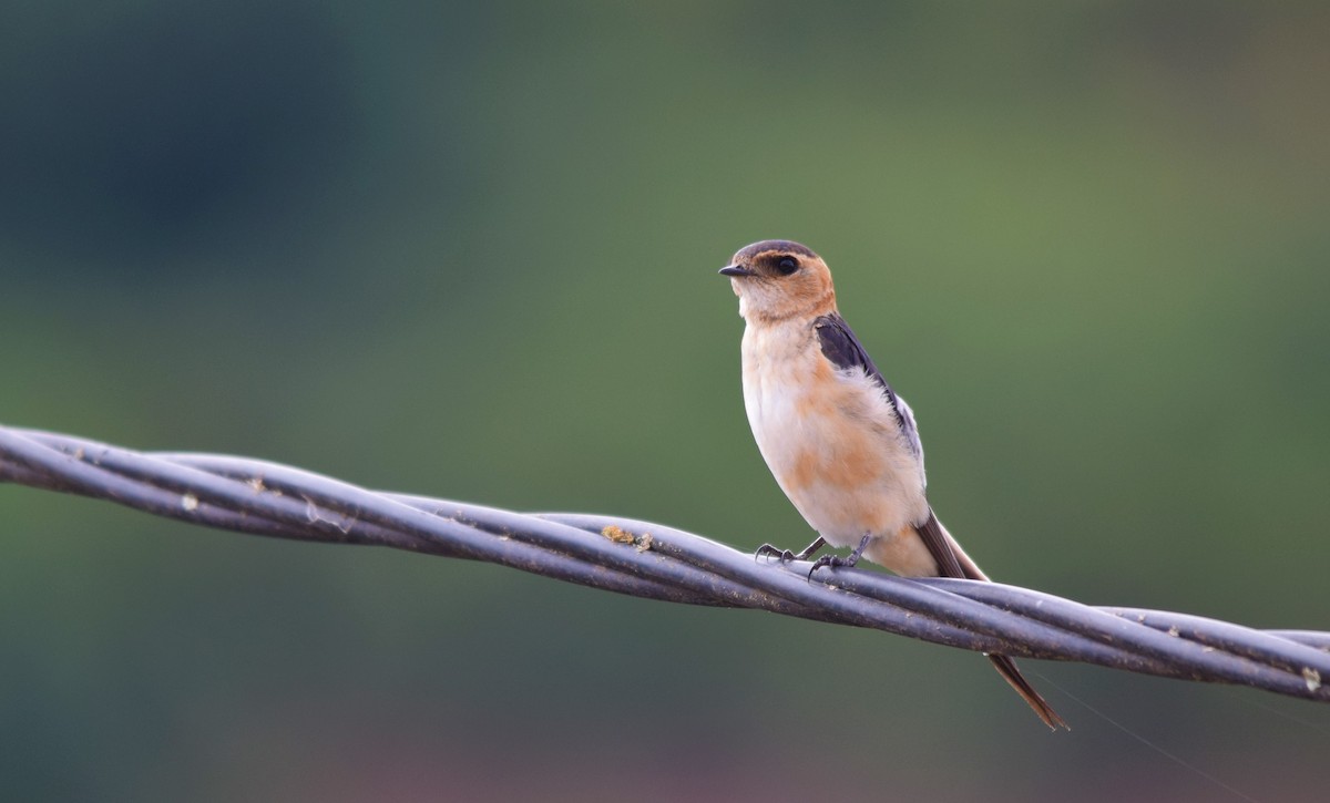 Red-rumped Swallow - ML367947771