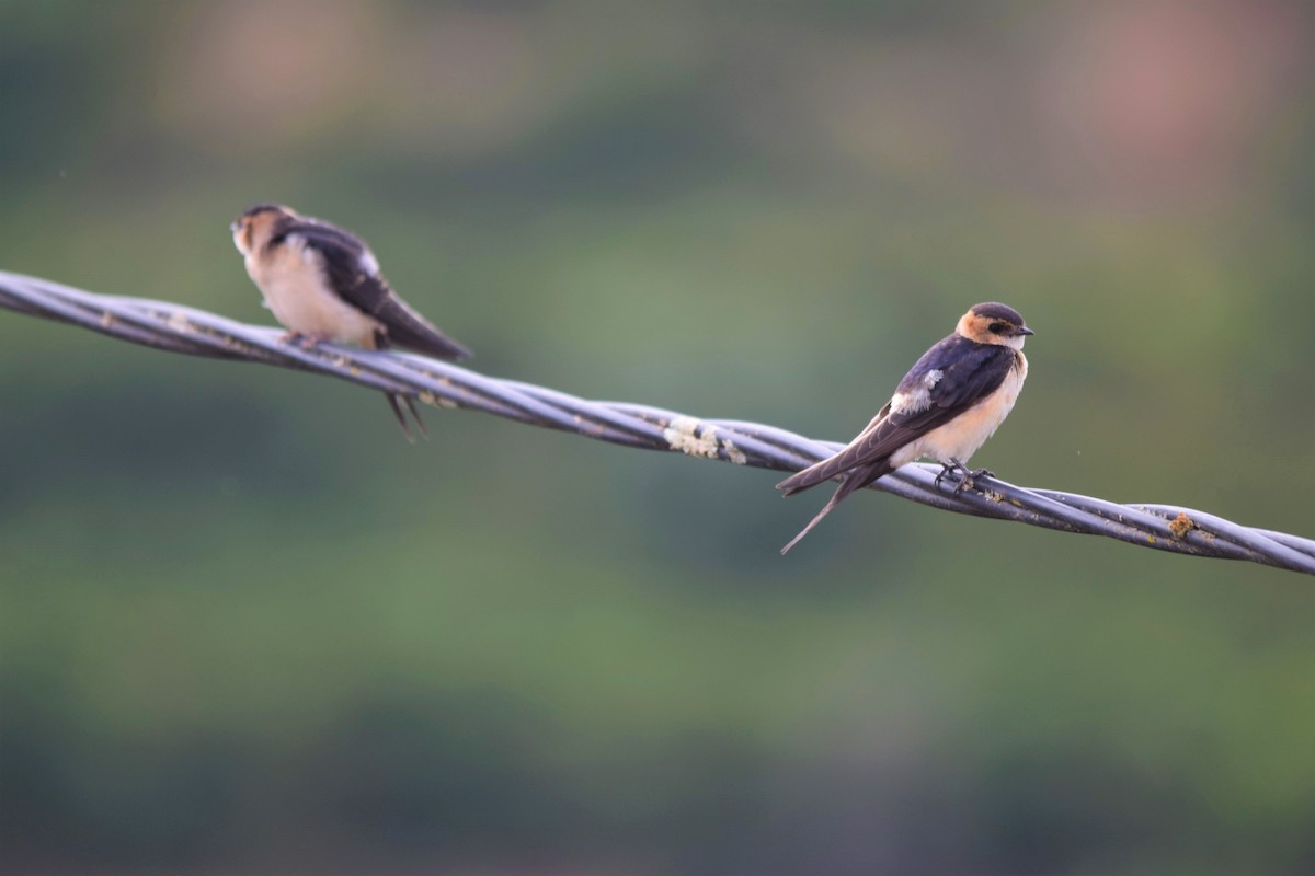 Red-rumped Swallow - ML367947841