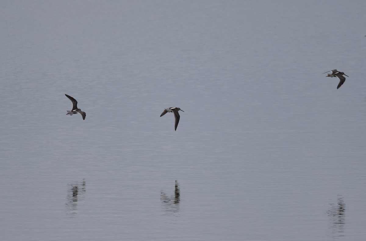 Long-billed Dowitcher - ML36794951