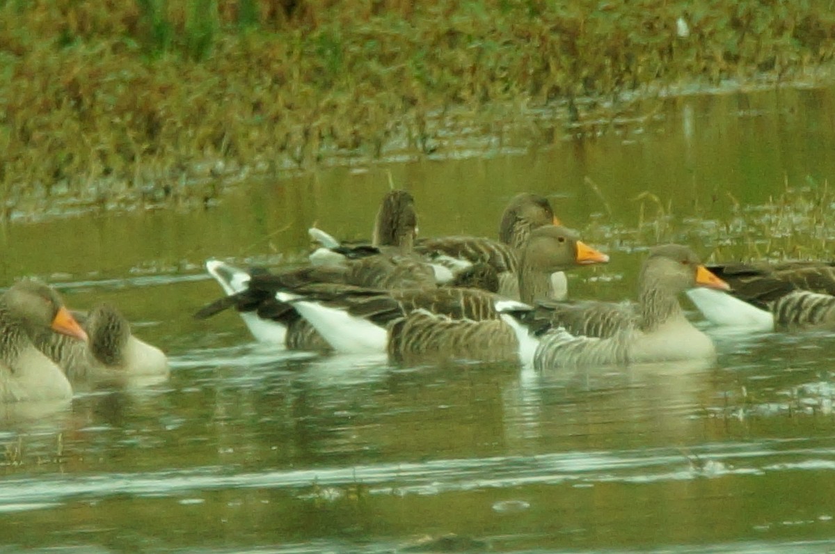 Graylag Goose (European) - Dennis Mersky