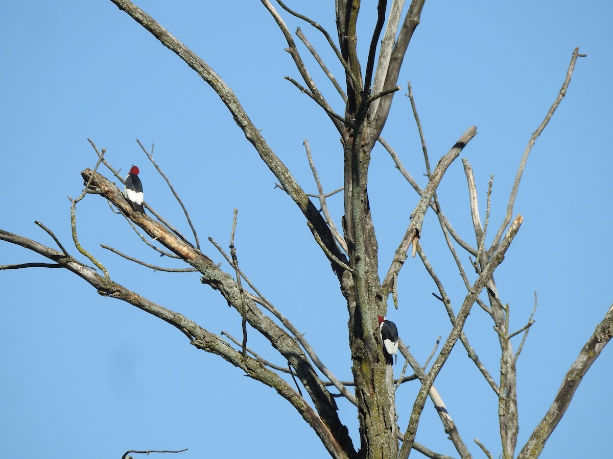 Red-headed Woodpecker - ML367952491