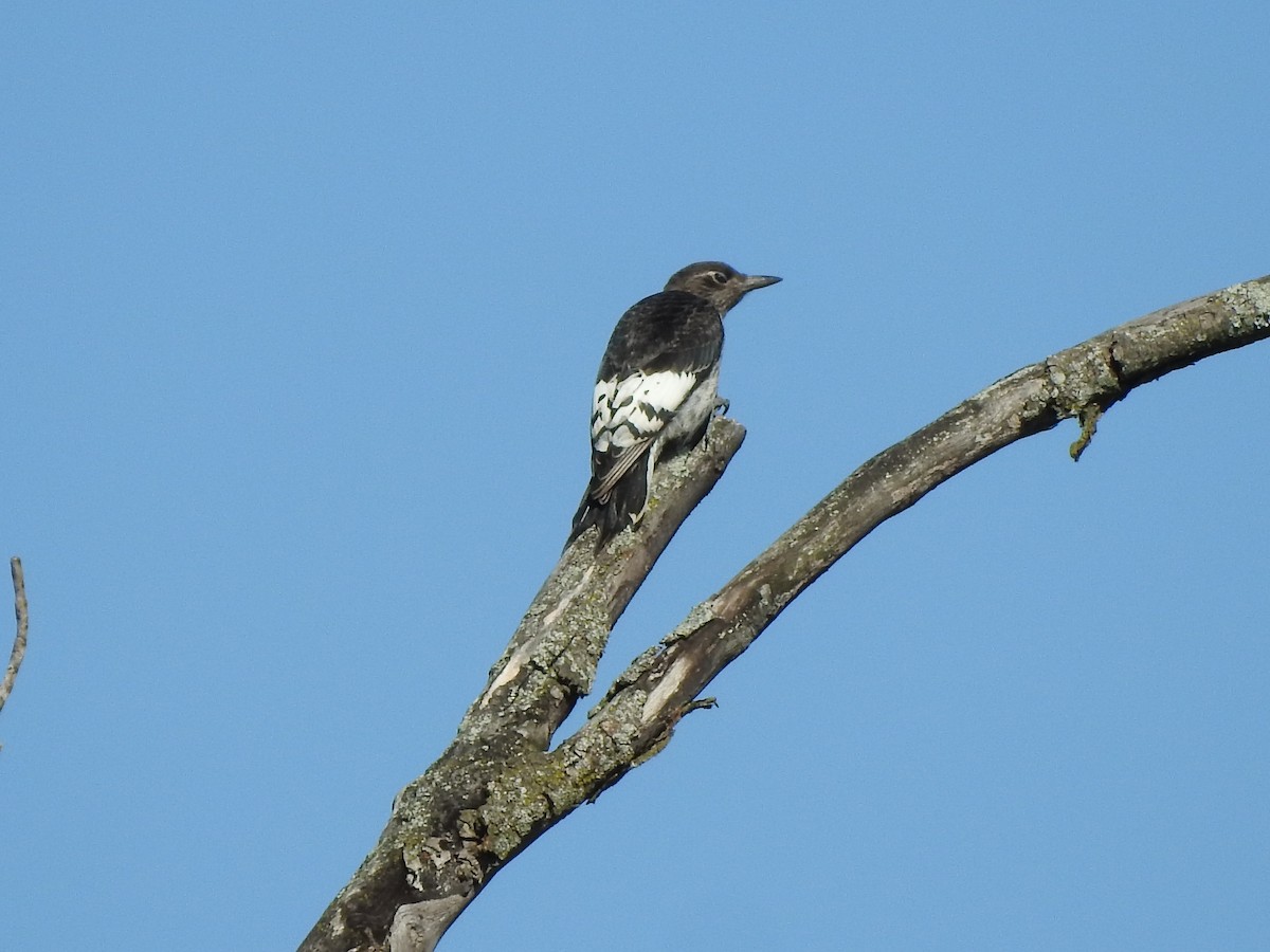 Red-headed Woodpecker - ML367952571