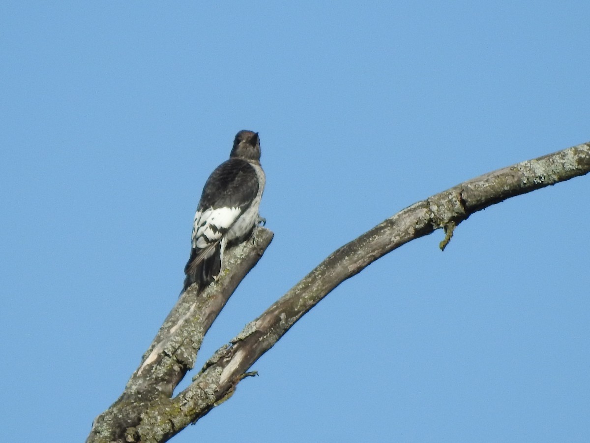 Red-headed Woodpecker - ML367952581