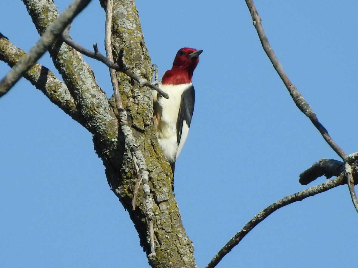 Pic à tête rouge - ML367952591