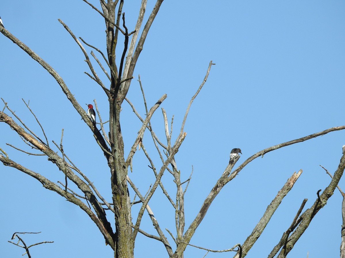 Red-headed Woodpecker - ML367952601