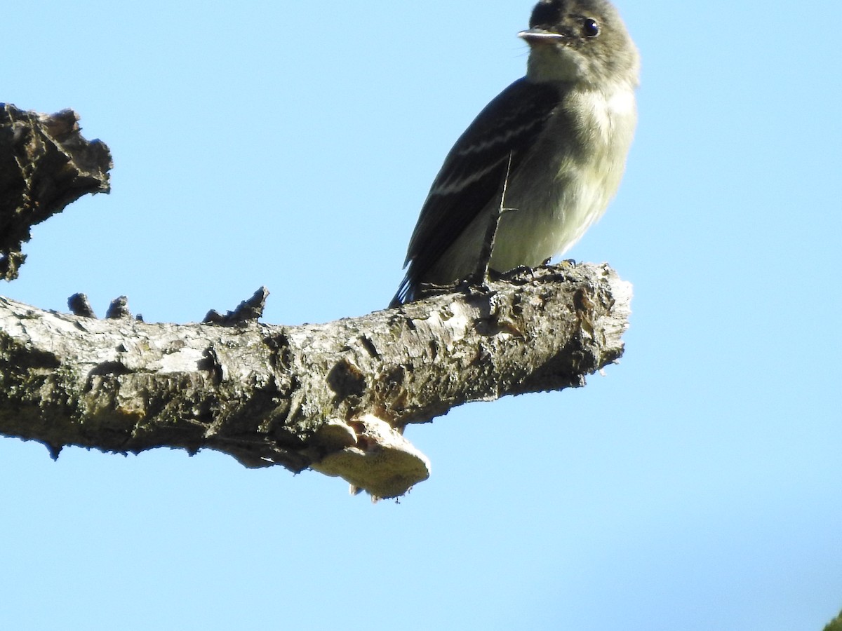 Eastern Wood-Pewee - ML367952891